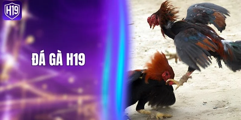 Đá Gà H19 - Giới Thiệu Sảnh Đấu Kê Nổi Bật Năm 2026